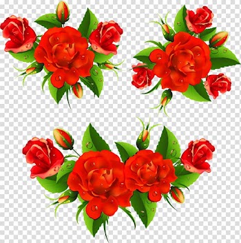 Flower Rose Red , rose transparent background PNG clipart