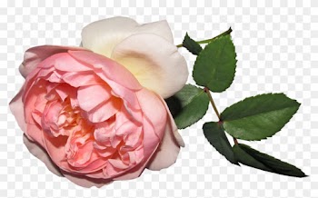 Flower, Rose, Summer, Cut Out - Rose