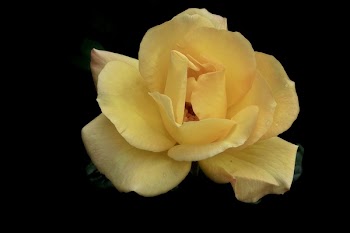 Flower Rose Tea