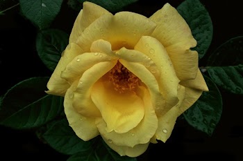 Flower Rose Tea
