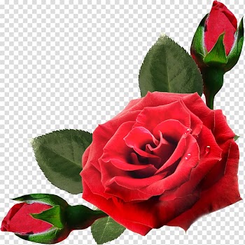 Flower , Rose transparent background PNG clipart