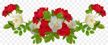 Flower Rose White - Red rose and white rose 