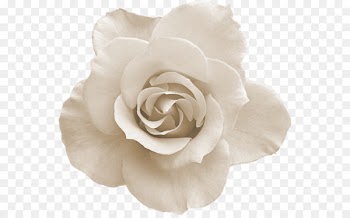 Flower Rose - White Rose 