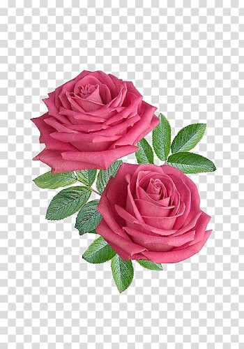 Flower Rose .xchng , HD Flowers transparent background PNG clipart