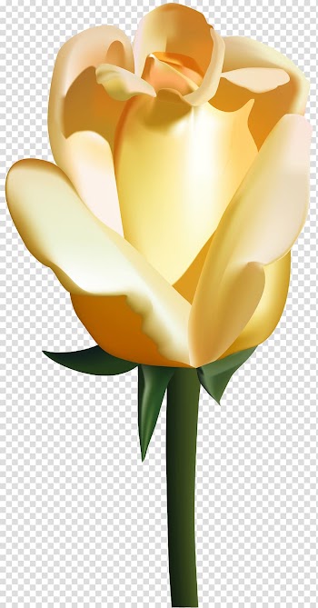 Flower Rose , Yellow Rose transparent background PNG clipart