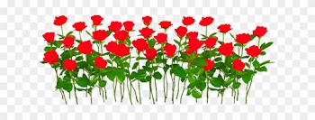 Flower Roses Nature S Freetoedit - Gulab Ful Hd Png