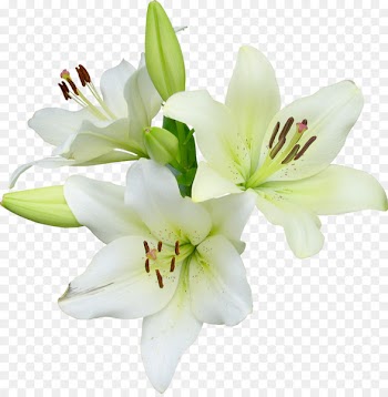 Flower Runner Easter lily Wildflower - lily 