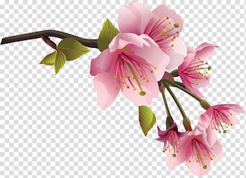 Flower Spring Branch , pistachios transparent background PNG clipart