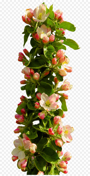 Flower - Spring Flower 