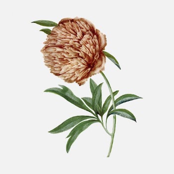 Flower sticker, aesthetic vintage floral | Free Vector - rawpixel