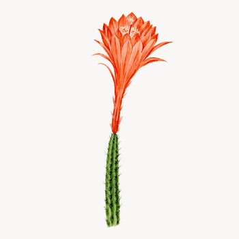 Flower sticker, aesthetic vintage orange | Free Vector Illustration - rawpixel