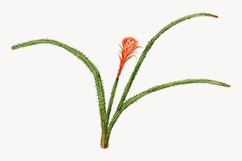 Flower sticker, aesthetic vintage orange | Free Vector Illustration - rawpixel