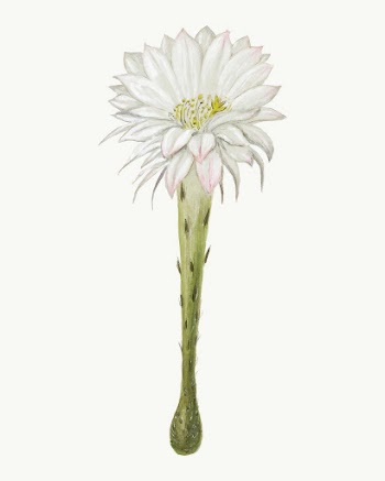 Flower sticker, aesthetic vintage white | Free Vector Illustration - rawpixel