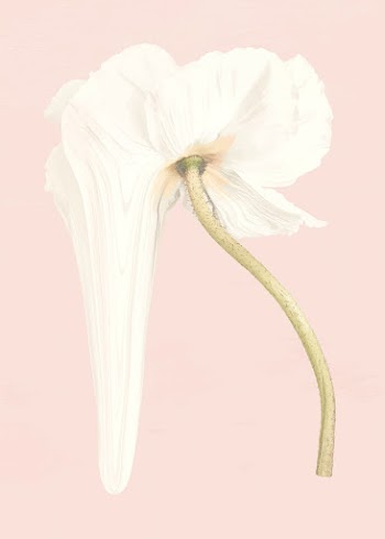 Flower sticker vector, white anemone trippy… | Free stock illustration | High Resolution graphic