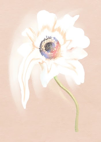 Flower sticker vector, white anemone trippy… | Free stock illustration | High Resolution graphic