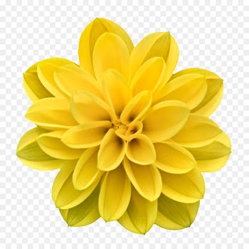 Flower stock.xchng - Creative flowers picture abstract flowers 