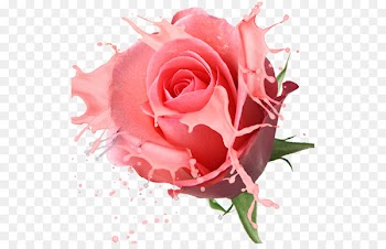 Flower stock.xchng Rose Floristry Photography - Pink roses 