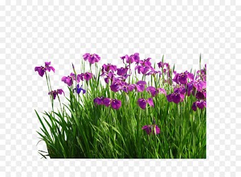 Flower Sweet flag Garden Grasses - Aquatic Gardens 