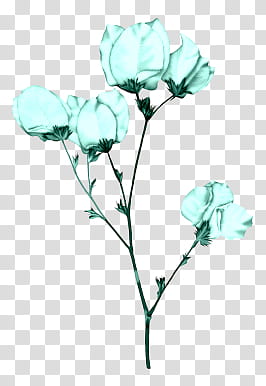 Flower, teal roses transparent background PNG clipart