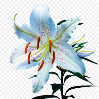 Flower Tiger lily Lily 'Stargazer' Cross-stitch Daylily - flower 