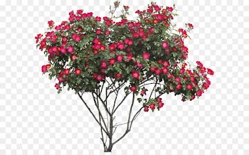 Flower Tree Rose Clip art - Bush PNG image 