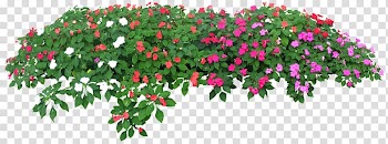 Flower Tree , Rose flower garden transparent background PNG clipart