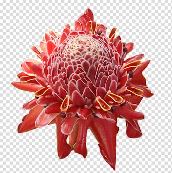 Flower Tropics Petal , tropical flower transparent background PNG clipart