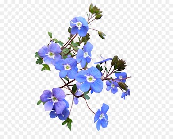 Flower, Tshirt, Cut Flowers, Flowering Plant PNG