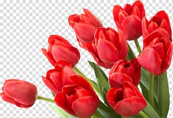 Flower Tulip , Bouquet flowers transparent background PNG clipart