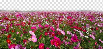 Flower Tulip Coupon Discounts and allowances Taobao, Fantasy flowers transparent background PNG clipart