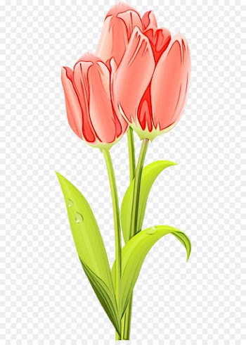 flower tulip cut flowers petal clip art