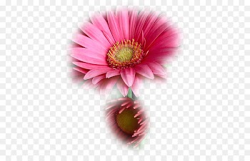 Flower Tulip Drawing Image Transvaal daisy - flower 