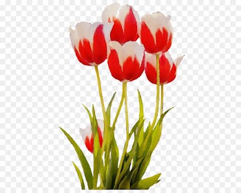 flower tulip flowering plant petal plant