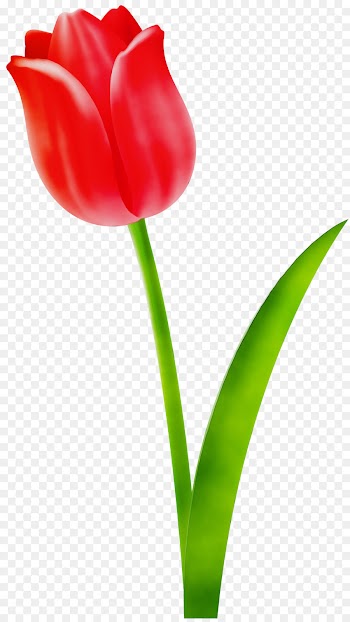 flower tulip flowering plant petal red