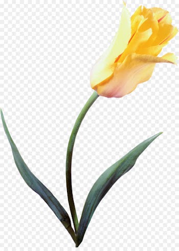 Flower, Tulip, Painting, Flowering Plant PNG