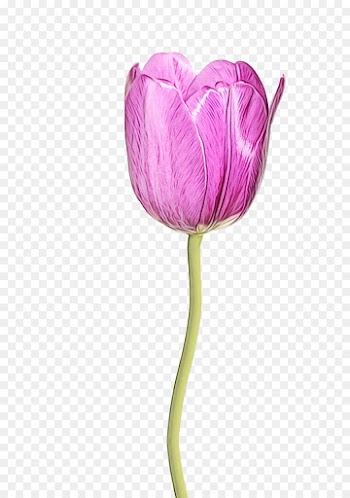 flower tulip petal purple plant