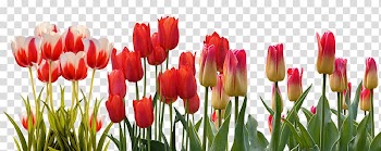 Flower Tulip Spring March Equinox Bud, tulips transparent background PNG clipart