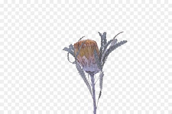 flower twig plant branch tree