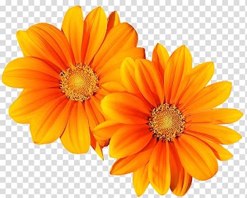 Flower Twin Blume, flower transparent background PNG clipart