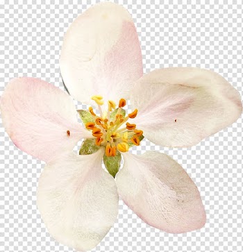 Flower Vecteur , watercolor white flower transparent background PNG clipart