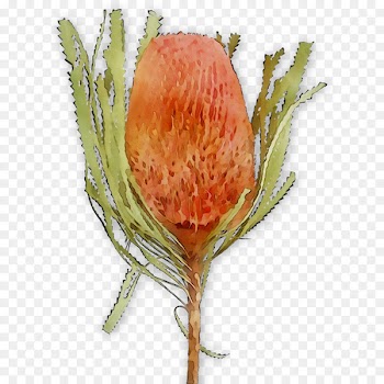 Flower Vegetable Fruit -  
