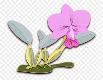 flower violet plant petal clip art