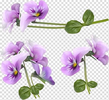 Flower Violet , Purple orchid decorative frame transparent background PNG clipart