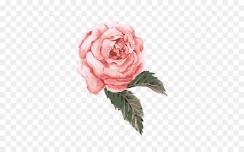 Flower Watercolor painting Clip art - Hand-painted watercolor flower pink 