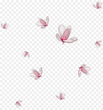 Flower Watercolor painting Drawing Clip art - Falling magnolia 