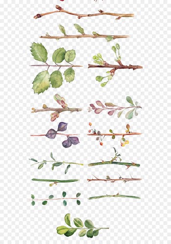 Flower Watercolor painting Drawing Floral design - All kinds of hand-painted watercolor leaves and branches 
