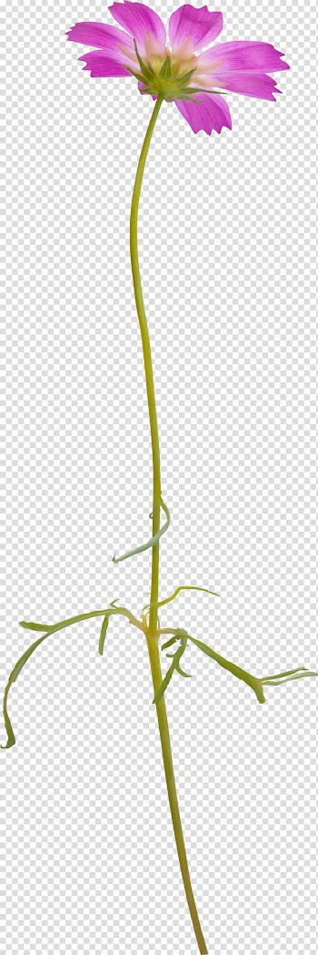 Flower Watercolor painting , Euclidean flower transparent background PNG clipart