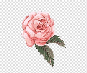 Flower Watercolor painting , Hand-painted watercolor flower pink, pink rose transparent background PNG clipart