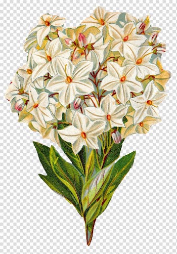 Flower Watercolor painting Hydrangea , hydrangea transparent background PNG clipart
