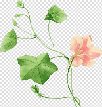 Flower Watercolor painting If(we), special drawing flowers transparent background PNG clipart
